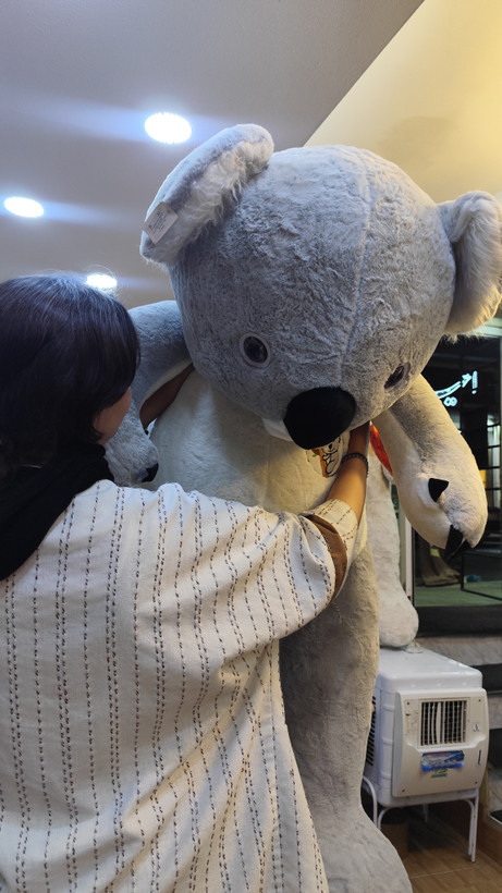 کوالای ۱۶۰ سانتی نرم و بغلیمون🐻❄️🥹✨️